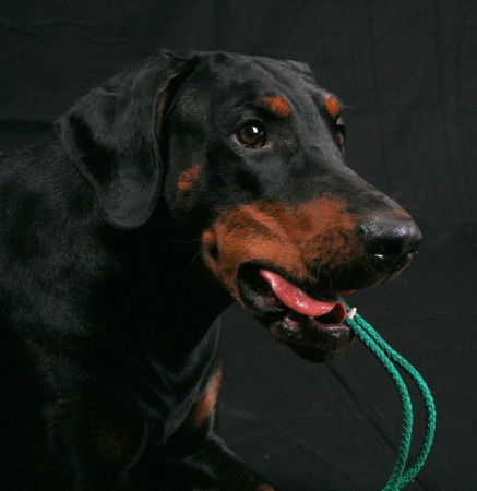 Dobermann Helena von Nemesis