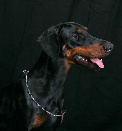 Dobermann Helena von Nemesis