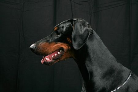 Dobermann Helena von Nemesis