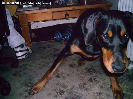Dobermann Hunde Foto 21826 Dobermann Mikey und Jil