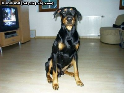 Dobermann Hunde Foto 15814 in höherer Auflösung ansehen Dobermann Jerry