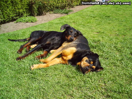 Dobermann Hunde Foto 25248 in höherer Auflösung ansehen Dobermann nur noch 5 min. ....