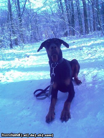 Dobermann