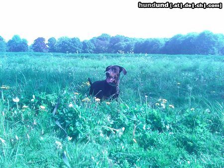 Dobermann Hunde Foto 44401 in höherer Auflösung ansehen Dobermann