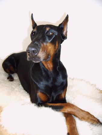 Dobermann Hunde Foto 27585 in höherer Auflösung ansehen Dobermann ... ist sie nicht süüüüß?