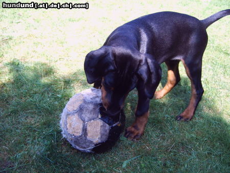 Dobermann