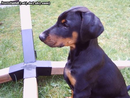 Dobermann