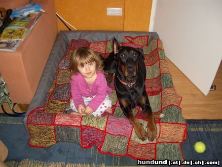 Dobermann Hunde Foto 17515 in höherer Auflösung ansehen Dobermann meine schätze