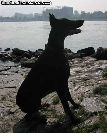 Dobermann Hunde Foto 11315 Dobermann