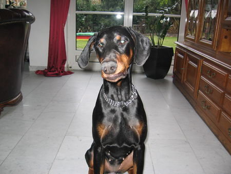 Dobermann Hunde Foto 29768 in höherer Auflösung ansehen Dobermann Kessy