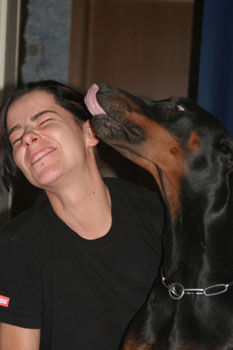 Dobermann Hunde Foto 27601 in höherer Auflösung ansehen Dobermann mylord vom blasenstein