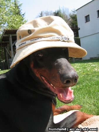 Dobermann Hunde Foto 11316 Dobermann