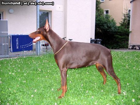 Dobermann Hunde Foto 23058 in höherer Auflösung ansehen Dobermann Haga Bene Meritus, 1 Jahr