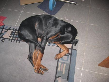 Dobermann Hunde Foto 29769 in höherer Auflösung ansehen Dobermann Kessy