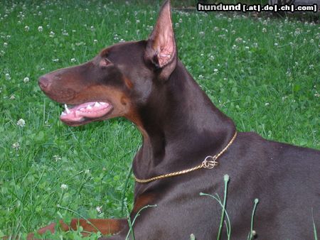 Dobermann Hunde Foto 23059 in höherer Auflösung ansehen Dobermann Haga Bene Meritus, 1 Jahr