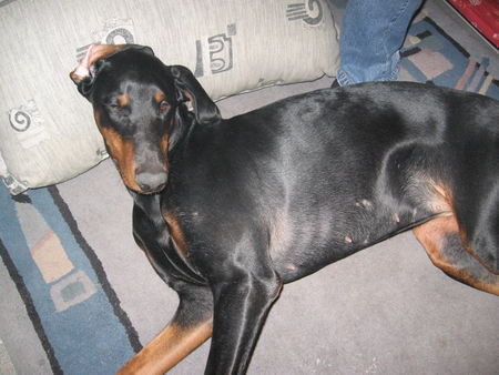 Dobermann Hunde Foto 29825 in höherer Auflösung ansehen Dobermann