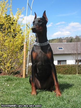 Dobermann Hunde Foto 11317 Dobermann