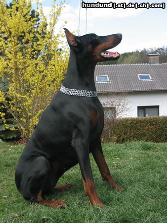 Dobermann Hunde Foto 11318 Dobermann