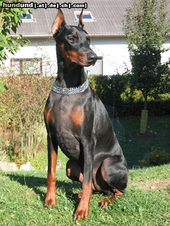 Dobermann Hunde Foto 6312 Dobermann KITANA vom Blasenstein Gemini Ginga House x Fatima vom Blasenstein