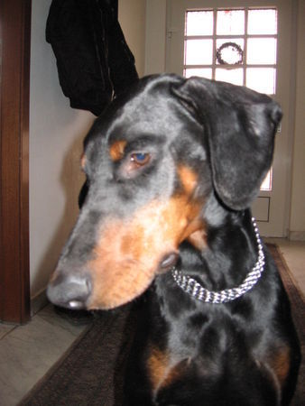 Dobermann Hunde Foto 30180 in höherer Auflösung ansehen Dobermann Kessy