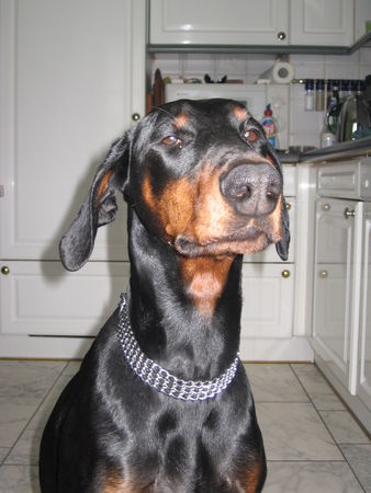 Dobermann Hunde Foto 30179 in höherer Auflösung ansehen Dobermann Kessy