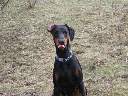 Dobermann Hunde Foto 30757 in höherer Auflösung ansehen Dobermann kessy