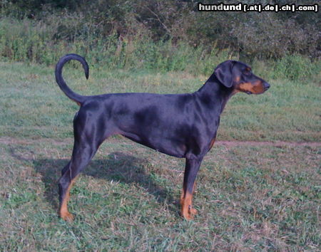 Dobermann Hunde Foto 45459 in höherer Auflösung ansehen Dobermann