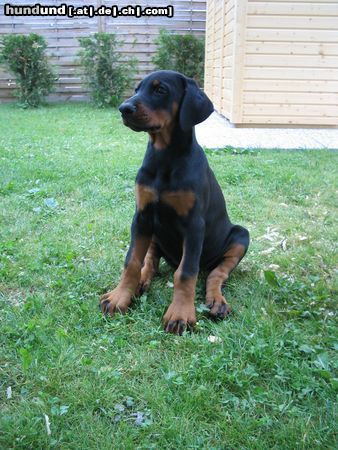 Dobermann Hunde Foto 22749 in höherer Auflösung ansehen Dobermann Alina (9 Wochen)
