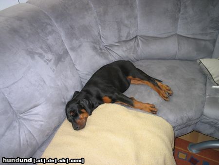 Dobermann Hunde Foto 22750 in höherer Auflösung ansehen Dobermann Alina (9 Wochen)