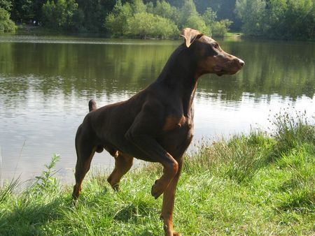 Dobermann Hunde Foto 32560 in höherer Auflösung ansehen Dobermann canis in hab acht stellung!