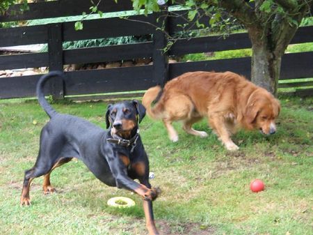 Dobermann Hunde Foto 35087 in höherer Auflösung ansehen Dobermann Troja und Percie