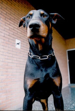 Dobermann Hunde Foto 31574 Dobermann IKE