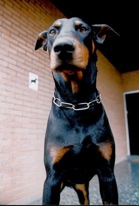 Dobermann Hunde Foto 31590 Dobermann