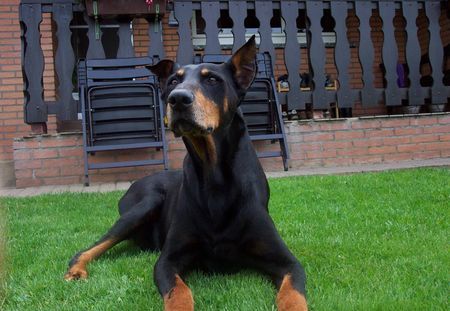 Dobermann Hunde Foto 31573 Dobermann IKE