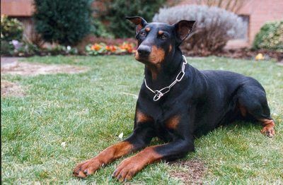 Dobermann Hunde Foto 31589 in höherer Auflösung ansehen Dobermann