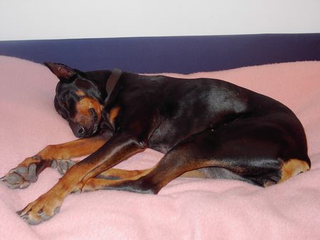 Dobermann Hunde Foto 1956 Dobermann Britta