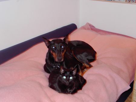 Dobermann Hunde Foto 2035 Dobermann