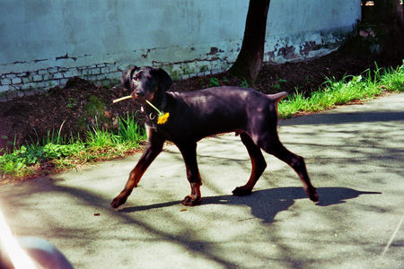 Dobermann Hunde Foto 38558 in höherer Auflösung ansehen Dobermann Romeo 12 Wochen alt