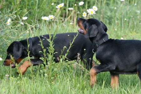 Dobermann Hunde Foto 40370 Dobermann Jamaica und Jagor von Nemesis