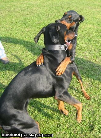 Dobermann