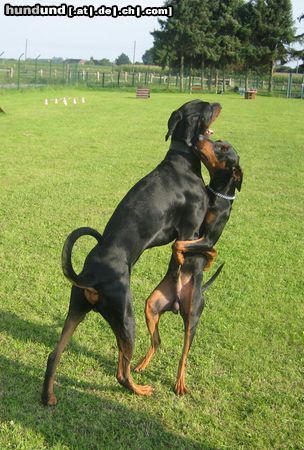 Dobermann Hunde Foto 44403 Dobermann