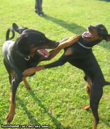 Dobermann Hunde Foto 44404 Dobermann
