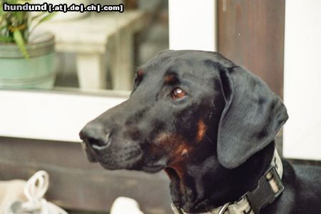 Dobermann Hunde Foto 23018 in höherer Auflösung ansehen Dobermann immer locker