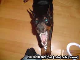 Dobermann Hunde Foto 9766 Dobermann KARA vom Blasenstein