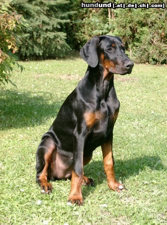 Dobermann Hunde Foto 25909 Dobermann Lana Cohay di Matario