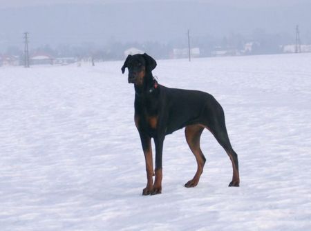 Dobermann Hunde Foto 29575 in höherer Auflösung ansehen Dobermann Lana Cohay di Matario