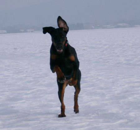 Dobermann Hunde Foto 29577 in höherer Auflösung ansehen Dobermann Lana Cohay di Matario