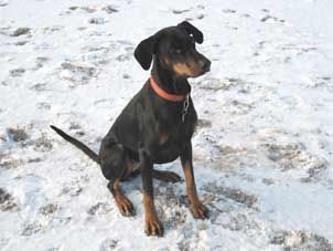 Dobermann Hunde Foto 40068 in höherer Auflösung ansehen Dobermann Leila am Timmendorfer Strand