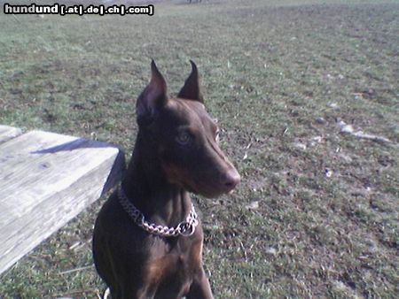 Dobermann Hunde Foto 9392 Dobermann Lena stellt das erste mal die Ohren auf