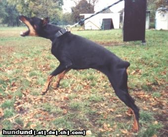 Dobermann Hunde Foto 9807 Dobermann Arlen IPO2